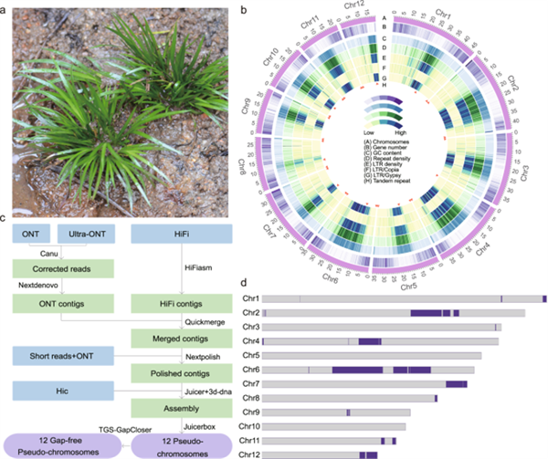 Decoding the Genome of Acorus Sheds Light on Early Monocot Evolution and Wetland Plant Adaptations2.png